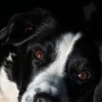 watch-—-sheriff:-36-feces-covered-border-collies-rescued-from-‘disgusting’-florida-home