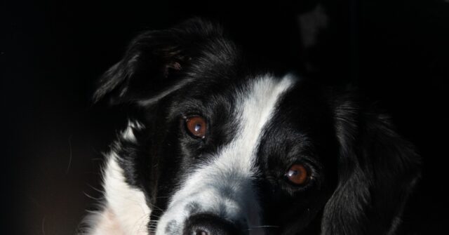 watch-—-sheriff:-36-feces-covered-border-collies-rescued-from-‘disgusting’-florida-home