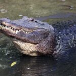 son-of-florida-alligator-attack-victim-says-tourists-and-tiktokers-are-emboldening-the-gators