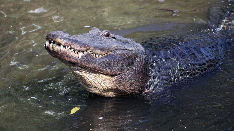 son-of-florida-alligator-attack-victim-says-tourists-and-tiktokers-are-emboldening-the-gators