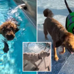 la-county-pools-are-going-to-the-dogs-this-weekend-—-with-humans-banned-from-the-water