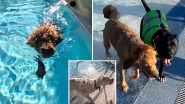 la-county-pools-are-going-to-the-dogs-this-weekend-—-with-humans-banned-from-the-water