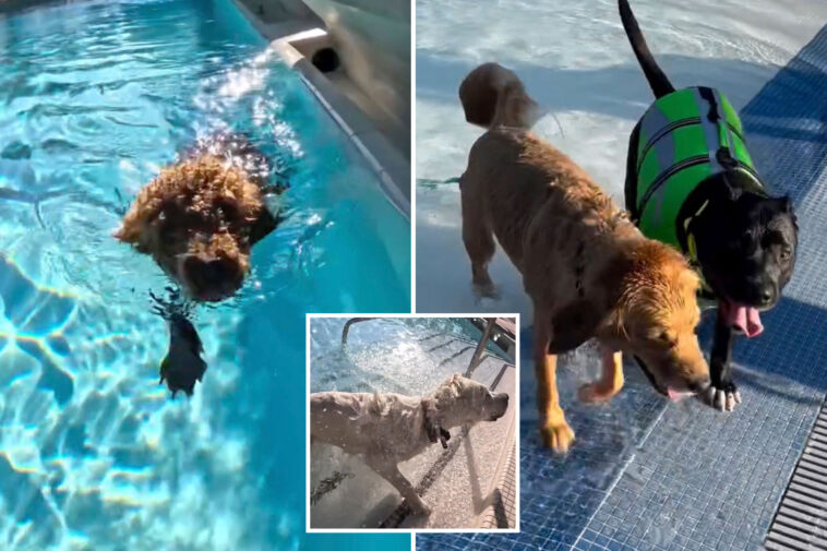 la-county-pools-are-going-to-the-dogs-this-weekend-—-with-humans-banned-from-the-water
