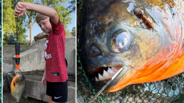 pennsylvania-boy-expected-to-catch-a-bass-—-he-hooked-a-razor-toothed-nightmare-instead