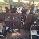 cops-issue-urgent-plea-as-west-coast-‘cat-boat’-draws-crowds-and-60-kitties-saved