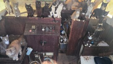 cops-issue-urgent-plea-as-west-coast-‘cat-boat’-draws-crowds-and-60-kitties-saved