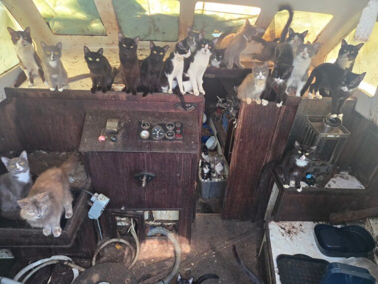 cops-issue-urgent-plea-as-west-coast-‘cat-boat’-draws-crowds-and-60-kitties-saved