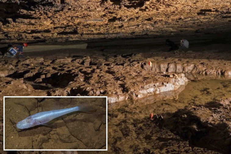 scientists-discover-new-eyeless-‘demon-cavefish’-in-alabama-cave-beneath-army-base