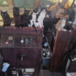 police-rescue-60-cats-and-kittens-from-abandoned-sailboat-off-washington-beach-after-6-day-operation