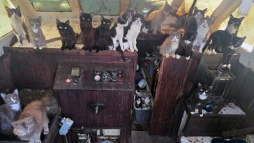 police-rescue-60-cats-and-kittens-from-abandoned-sailboat-off-washington-beach-after-6-day-operation
