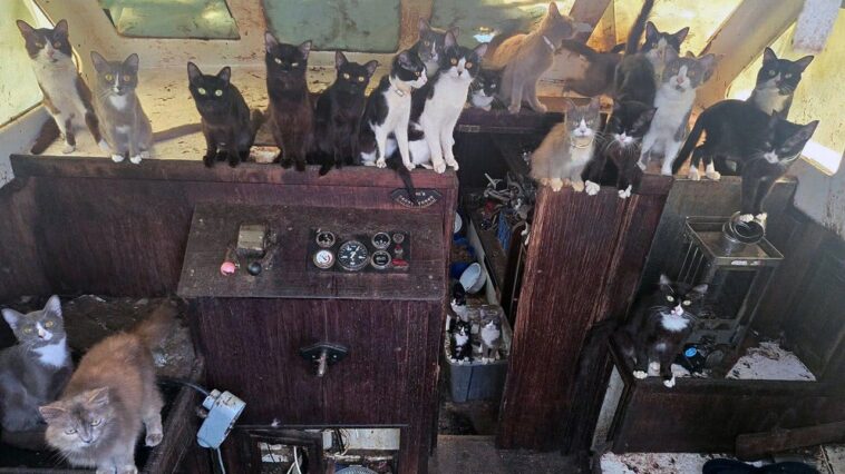 police-rescue-60-cats-and-kittens-from-abandoned-sailboat-off-washington-beach-after-6-day-operation