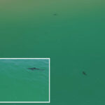 great-white-sharks-circle-swimmer-off-california-coast-in-new-video