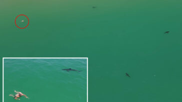 great-white-sharks-circle-swimmer-off-california-coast-in-new-video