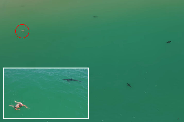 great-white-sharks-circle-swimmer-off-california-coast-in-new-video