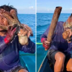 sucky-situation!-wild-moment-octopus-latches-onto-fisherman’s-face-forcing-him-to-club-it-to-escape