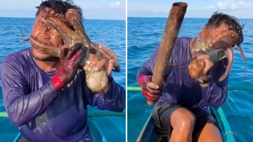 sucky-situation!-wild-moment-octopus-latches-onto-fisherman’s-face-forcing-him-to-club-it-to-escape