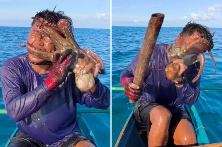 sucky-situation!-wild-moment-octopus-latches-onto-fisherman’s-face-forcing-him-to-club-it-to-escape