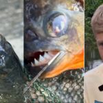 eight-year-old-boy-fishing-in-pennsylvania-lake-reels-in-a-predator-that-never-should-have-been-there