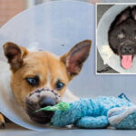 two-adorable-puppies-ditched-in-ny-dumpster-with-mouths-wired-shut-now-up-for-adoption