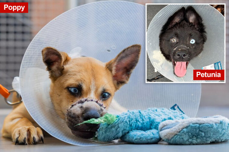 two-adorable-puppies-ditched-in-ny-dumpster-with-mouths-wired-shut-now-up-for-adoption