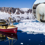 boat-operator-fined-over-$5k-for-waking-sleeping-polar-bear