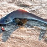 beach-walk-takes-horrifying-turn-after-woman-spots-something-scattered-in-the-sand
