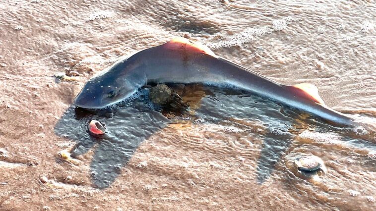 beach-walk-takes-horrifying-turn-after-woman-spots-something-scattered-in-the-sand