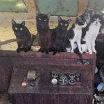 video-—-officers-rescue-60-cats-from-abandoned-sailboat-in-washington:-‘that’s-all-for-meow!’