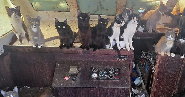 video-—-officers-rescue-60-cats-from-abandoned-sailboat-in-washington:-‘that’s-all-for-meow!’