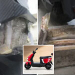$238k-worth-of-deadly-fentanyl-discovered-stuffed-in-moped-at-california-border-crossing