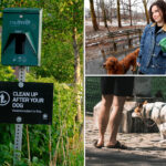 nyc-will-spend-$180k-to-curb-rampant-dog-poop-problem