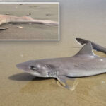 almost-30-dead-sharks-‘all-of-a-sudden’-wash-up-along-the-jersey-shore-in-grisly-scene