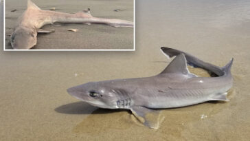 almost-30-dead-sharks-‘all-of-a-sudden’-wash-up-along-the-jersey-shore-in-grisly-scene
