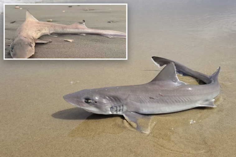 almost-30-dead-sharks-‘all-of-a-sudden’-wash-up-along-the-jersey-shore-in-grisly-scene
