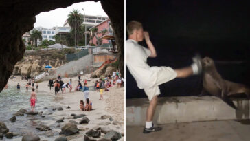 rich-la-jolla-punk-faces-justice-after-kicking-helpless-sea-lion-in-viral-attack