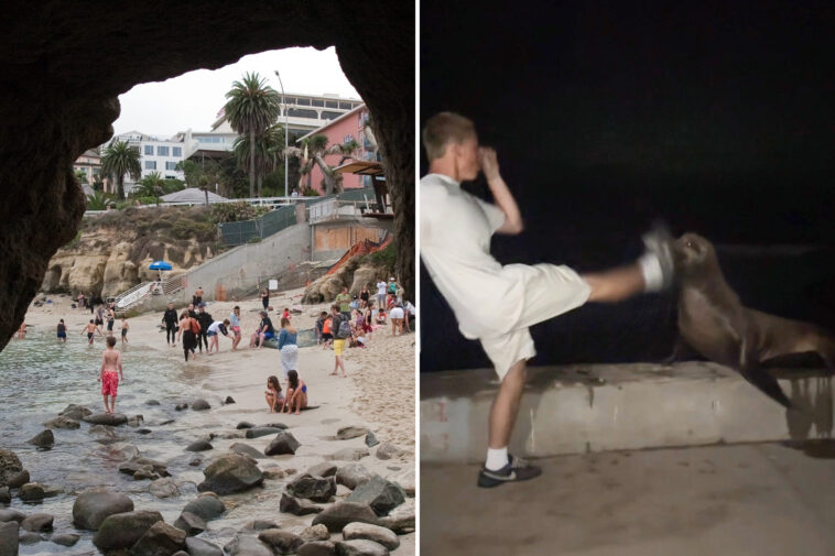 rich-la-jolla-punk-faces-justice-after-kicking-helpless-sea-lion-in-viral-attack