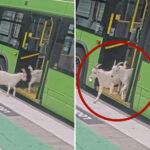 two-sneaky-goats-try-to-hitch-a-ride-on-public-portland-bus-during-busy-morning-commute:-video