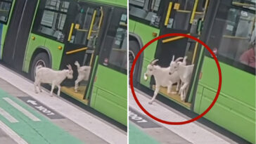 two-sneaky-goats-try-to-hitch-a-ride-on-public-portland-bus-during-busy-morning-commute:-video