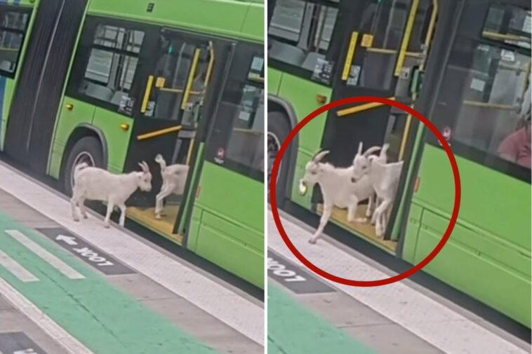 two-sneaky-goats-try-to-hitch-a-ride-on-public-portland-bus-during-busy-morning-commute:-video