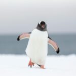 bright-side:-discount-gas,-lucky-penguins,-and-more-cheap-thrills