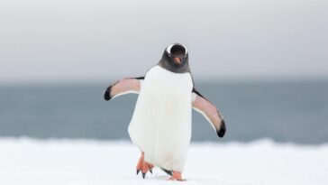 bright-side:-discount-gas,-lucky-penguins,-and-more-cheap-thrills