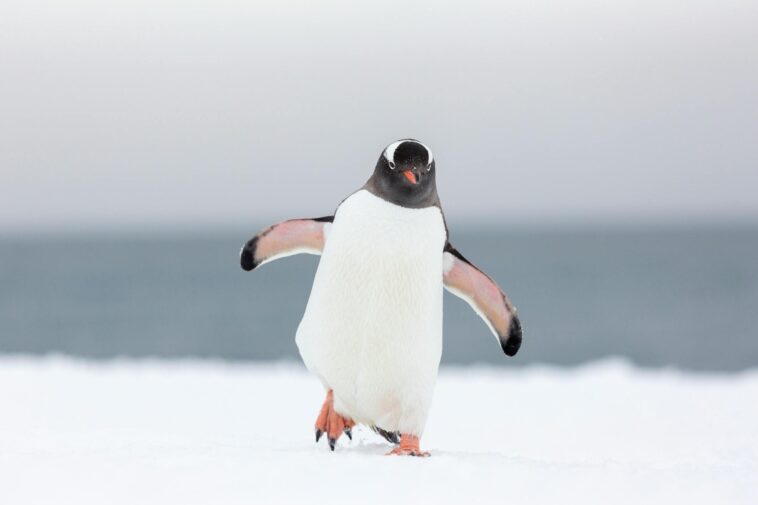 bright-side:-discount-gas,-lucky-penguins,-and-more-cheap-thrills