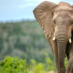 elephants-may-have-played-surprising-role-in-early-human-survival,-study-suggests