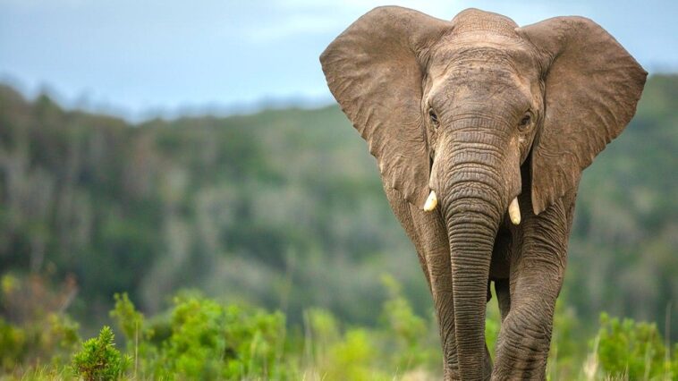 elephants-may-have-played-surprising-role-in-early-human-survival,-study-suggests