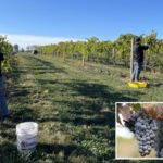 layoffs-rock-california-wine-business-as-americans-ditch-drinking