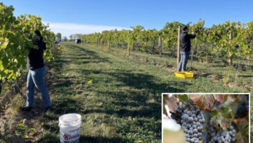 layoffs-rock-california-wine-business-as-americans-ditch-drinking