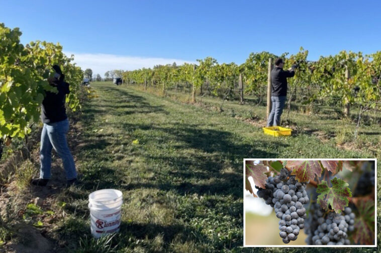layoffs-rock-california-wine-business-as-americans-ditch-drinking