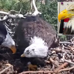 famed-big-bear-bald-eagle-returns-to-nest-with-new-bird-just-3-days-after-partner-jackie’s-death