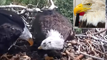 famed-big-bear-bald-eagle-returns-to-nest-with-new-bird-just-3-days-after-partner-jackie’s-death