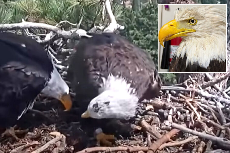 famed-big-bear-bald-eagle-returns-to-nest-with-new-bird-just-3-days-after-partner-jackie’s-death